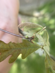 Andricus quercusutriculus