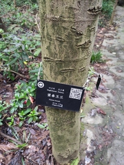 Magnolia biondii