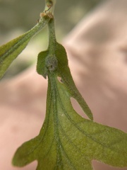 Andricus quercusutriculus