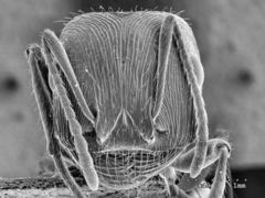 Pogonomyrmex anzensis