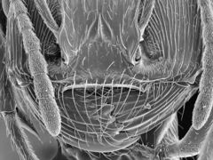 Pogonomyrmex anzensis