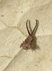 Basipta stolida