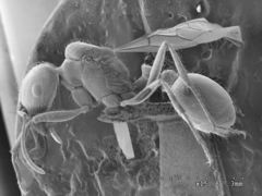 Pogonomyrmex anzensis