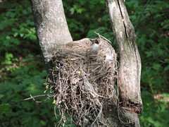 Turdus pilaris