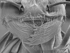 Pogonomyrmex anzensis