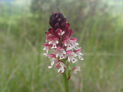 Neotinea ustulata ustulata