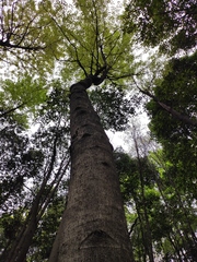 Liquidambar acalycina