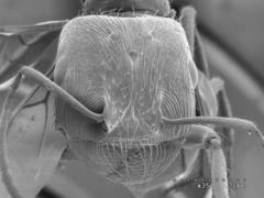 Pogonomyrmex anzensis