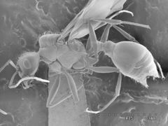Pogonomyrmex anzensis