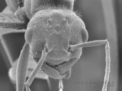 Pogonomyrmex anzensis
