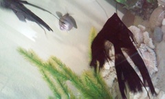 Pterophyllum scalare