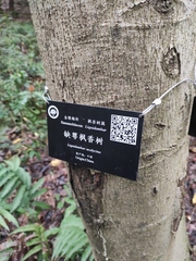 Liquidambar acalycina