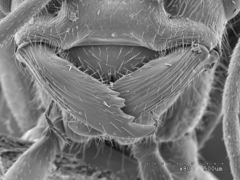 Pogonomyrmex anzensis