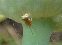 Theridion flavonotatum