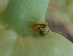 Theridion flavonotatum