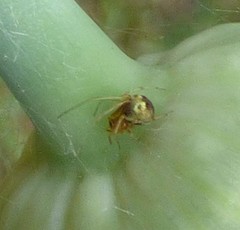 Theridion flavonotatum