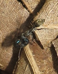 Camponotus cinctellus
