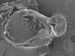 Pogonomyrmex anzensis
