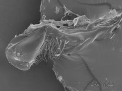 Pogonomyrmex anzensis