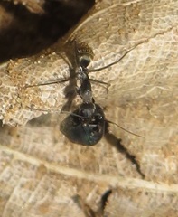 Camponotus cinctellus