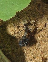 Camponotus cinctellus