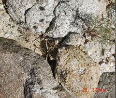 Pogonomyrmex anzensis