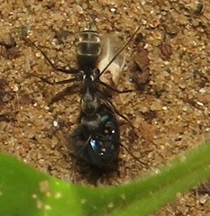 Camponotus cinctellus