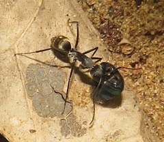 Camponotus cinctellus