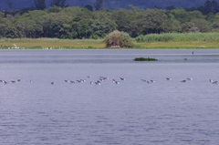 Chroicocephalus cirrocephalus