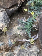 Cymopterus terebinthinus californicus