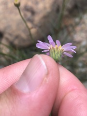 Erigeron serpentinus