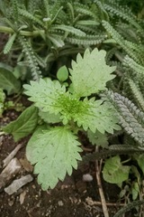 Urtica urens