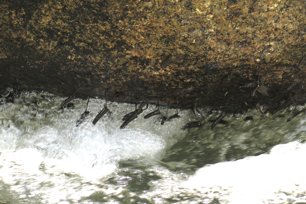 Limnocentropodidae