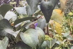 Leptotes trigemmatus