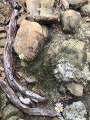 Erigeron serpentinus