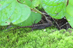 Anolis spilorhipis
