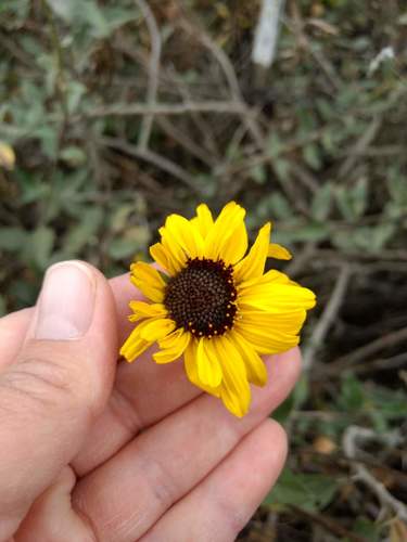 iNaturalist observation photo of California brittlebush