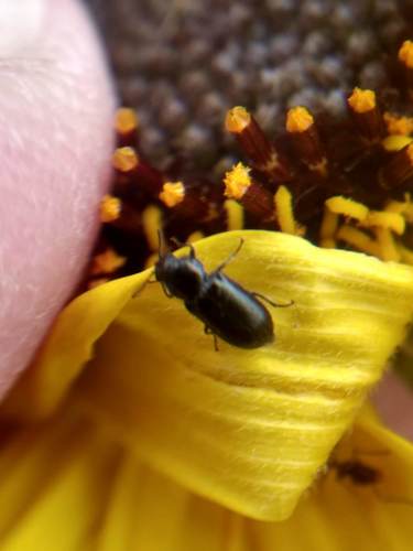 iNaturalist observation photo of Beetles