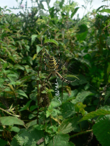 Argiope bruennichi