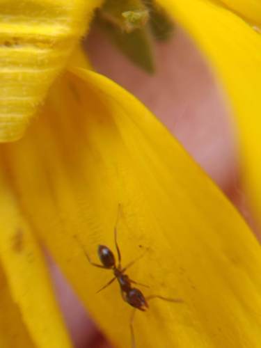 iNaturalist observation photo of Argentine Ant