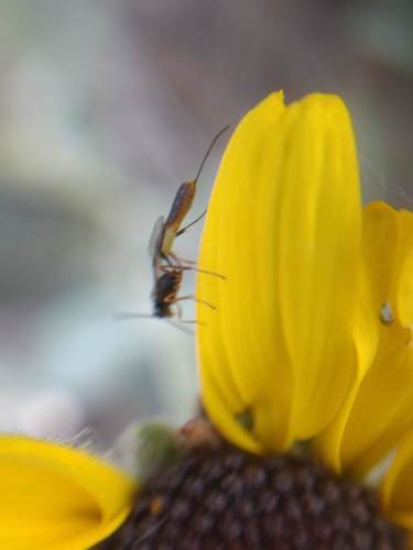 iNaturalist observation photo of Ichneumonid Wasps