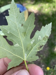 Eriophyes aceris