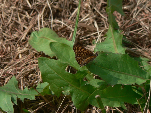 Melitaea cinxia