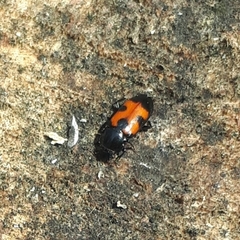 Glischrochilus moratus