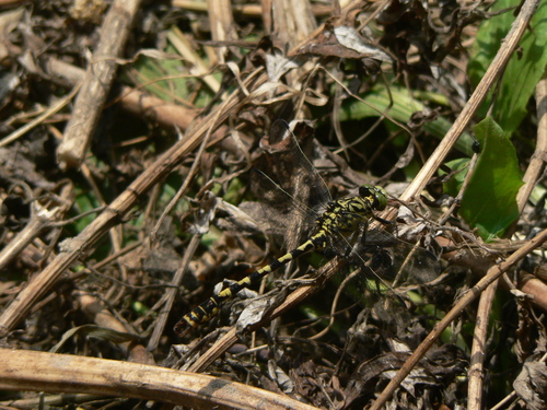 Onychogomphus forcipatus