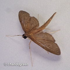 Hymenoptychis sordida