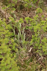 Psephellus sibiricus