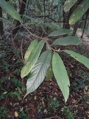 Magnolia odora