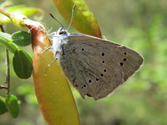 Iolana iolas