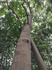 Magnolia odora